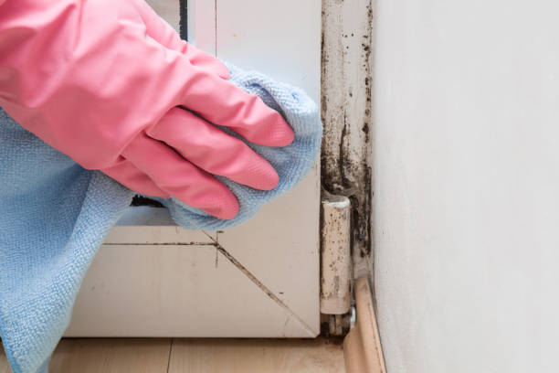 Best Mold Removal Process  in Piggott, AR